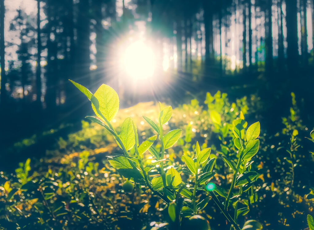 Uma clareira na floresta iluminada por luz UV