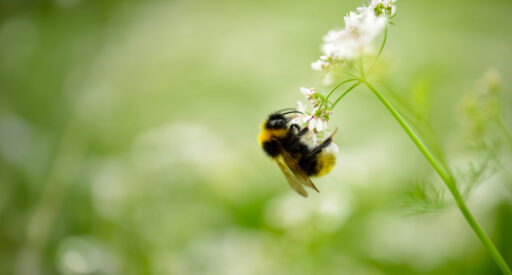 Maskrosfr&ouml;n som flyger i vinden