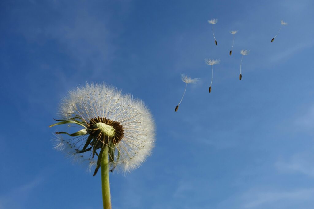 Dandelion seeds flying in the wind