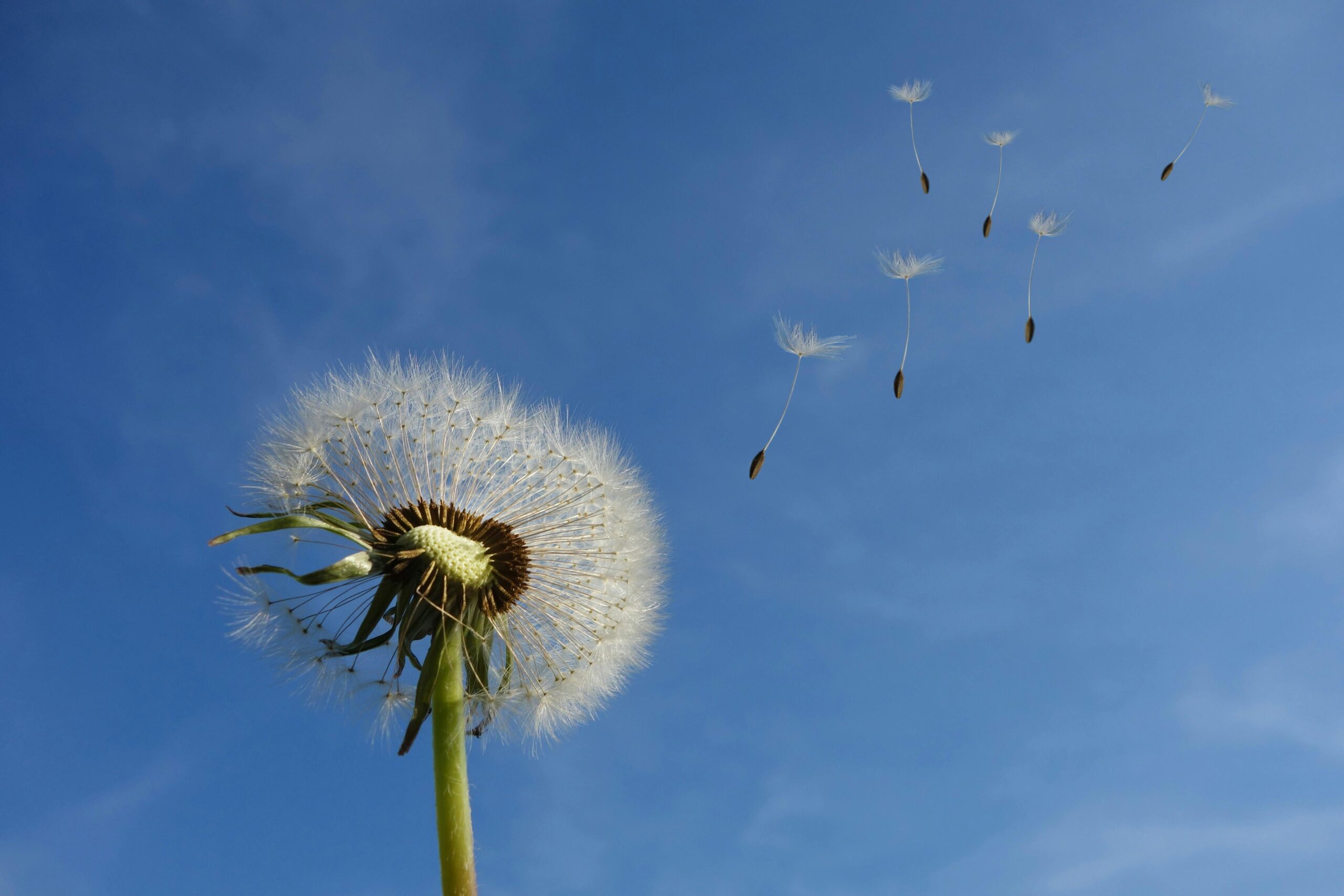 Maskrosfrön som flyger i vinden